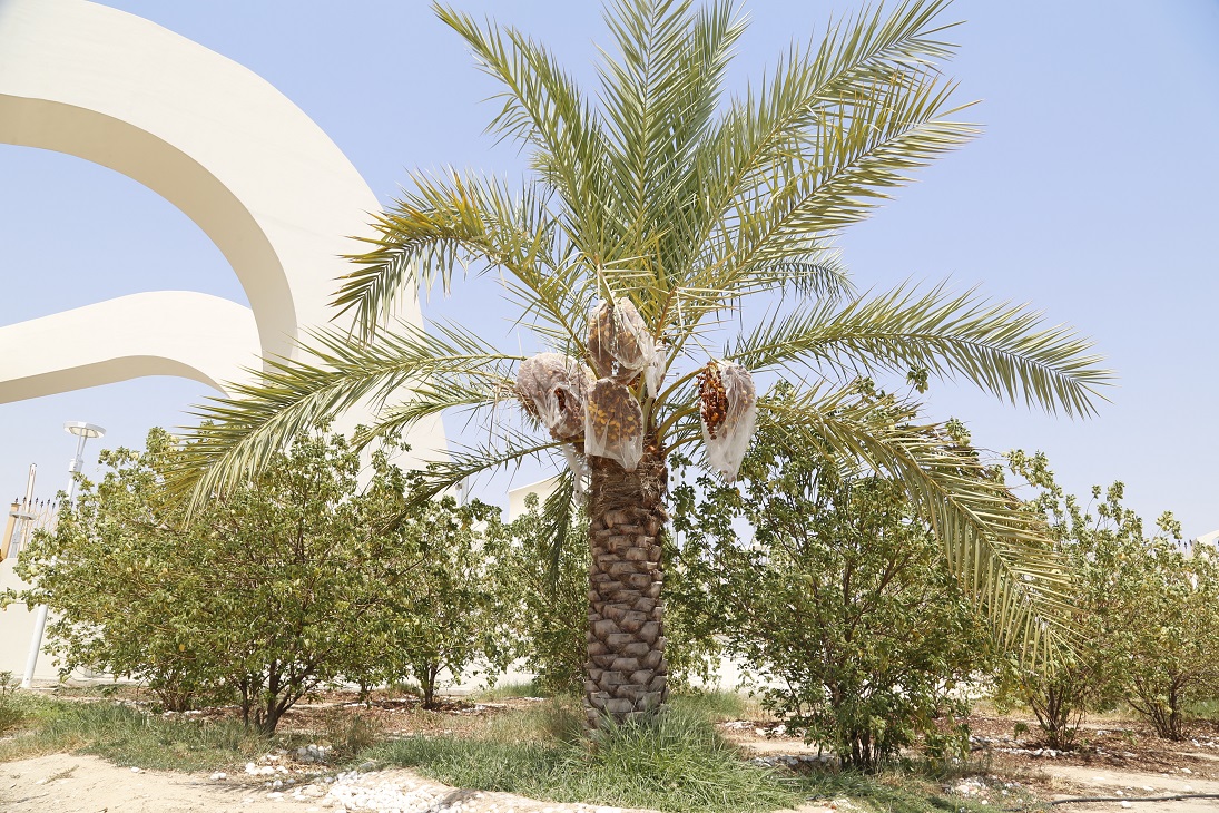 گزارش تصویری از به ثمر نشستن محصول درختان مثمر  شرکت پالایش گاز بید بلند خلیج فارس