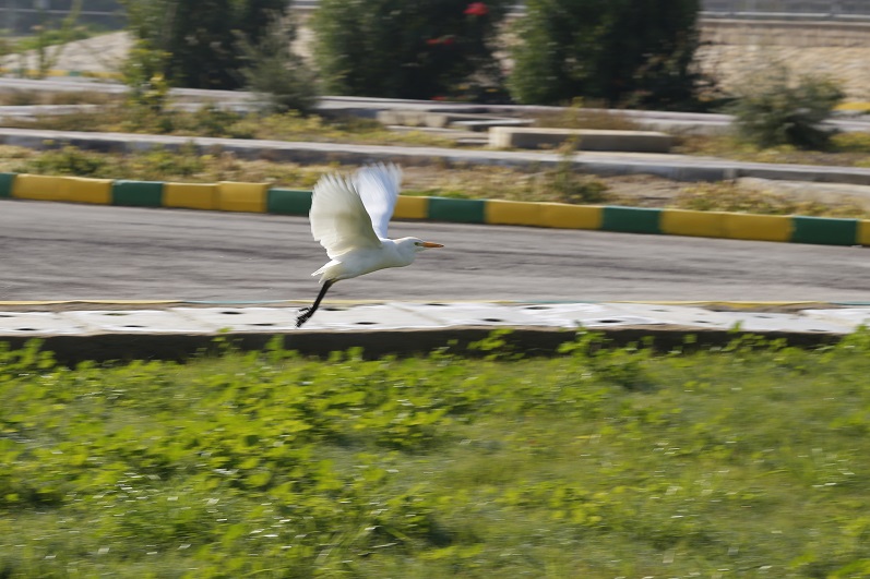 فصل میزبانی/بیدبلند خلیج فارس میزبان پرندگان مهاجر
