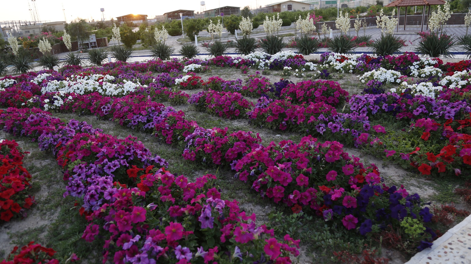 میدان طلوع9