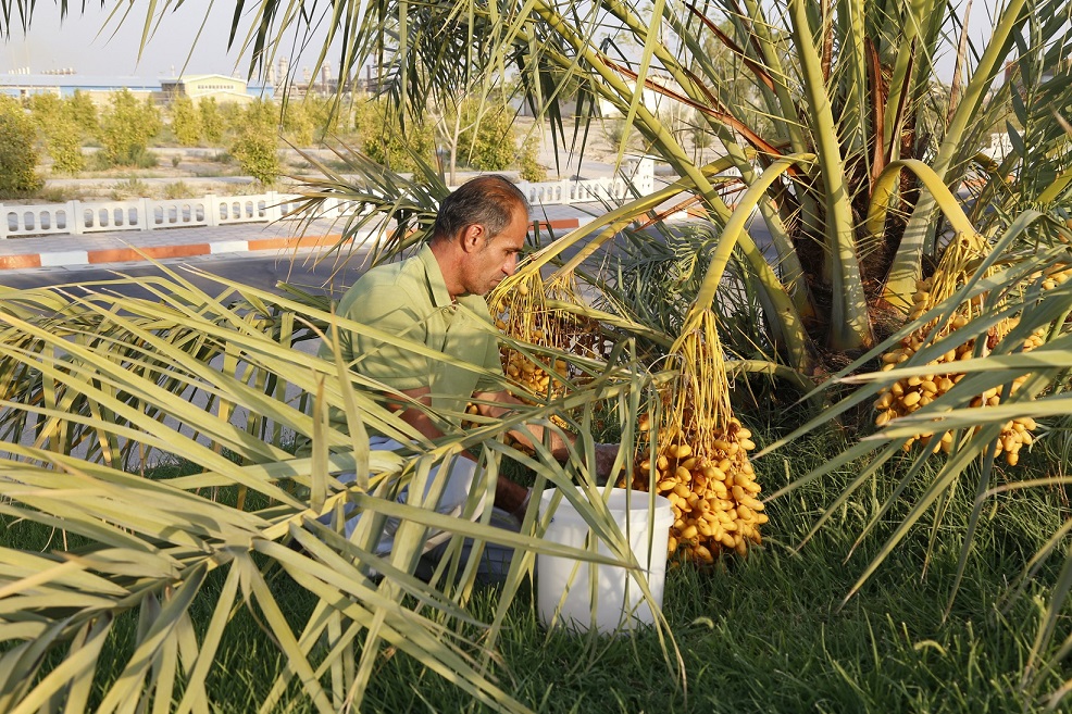 برداشت رتب2