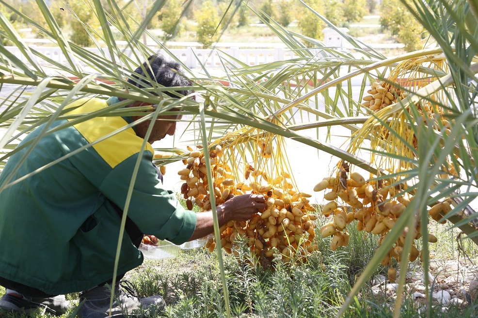 برداشت رتب3