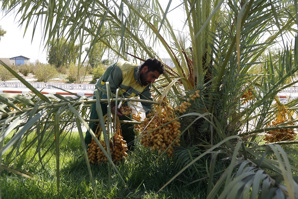 برداشت رتب6