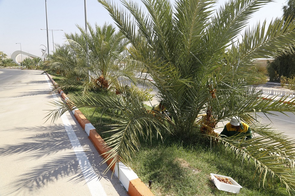 برداشت رتب8