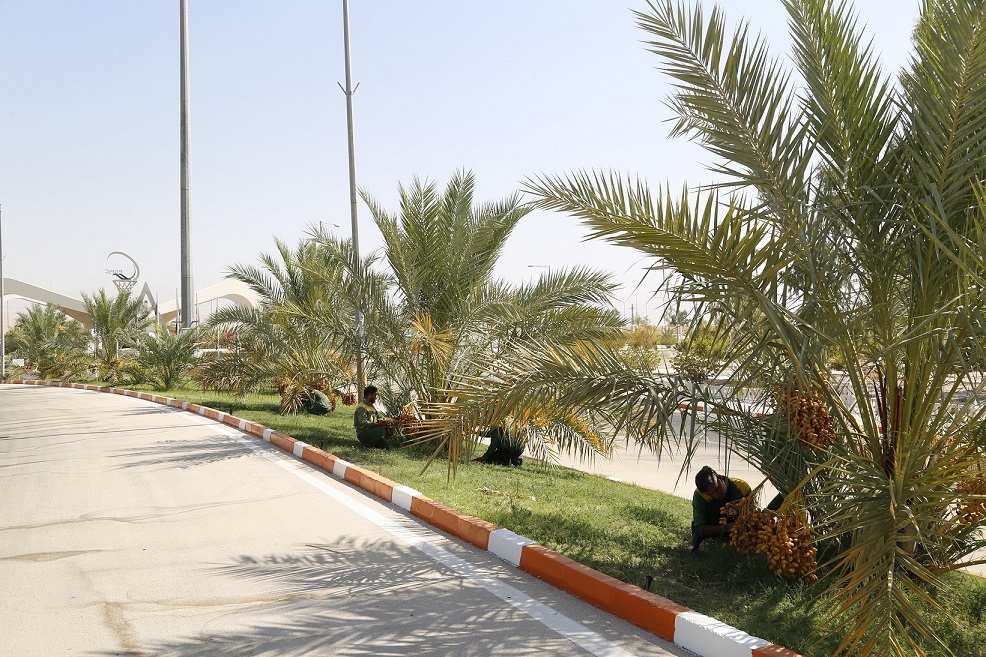 برداشت رتب11