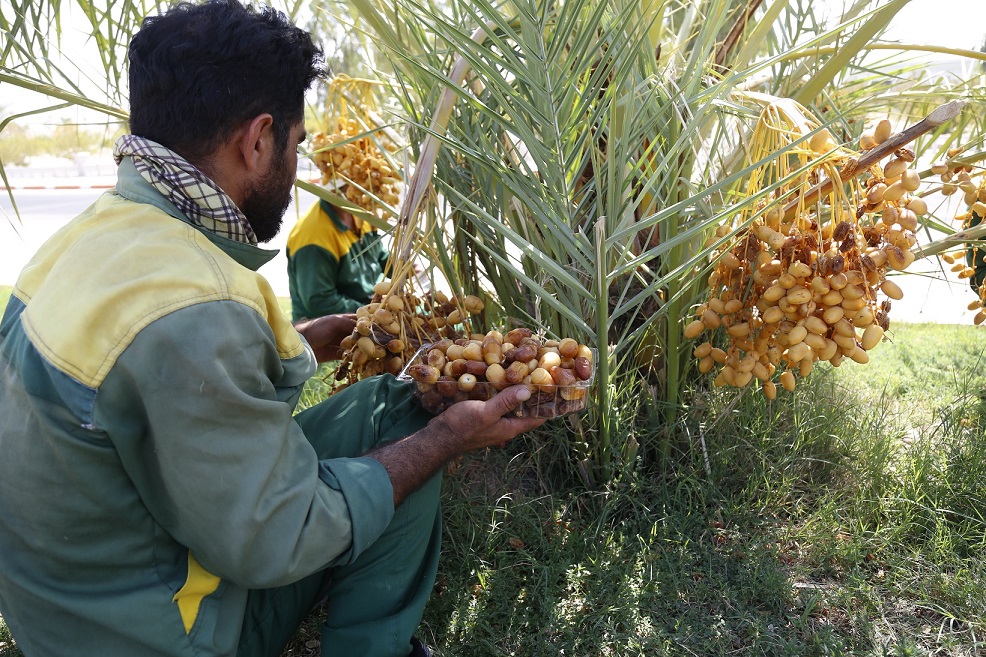 برداشت رتب14