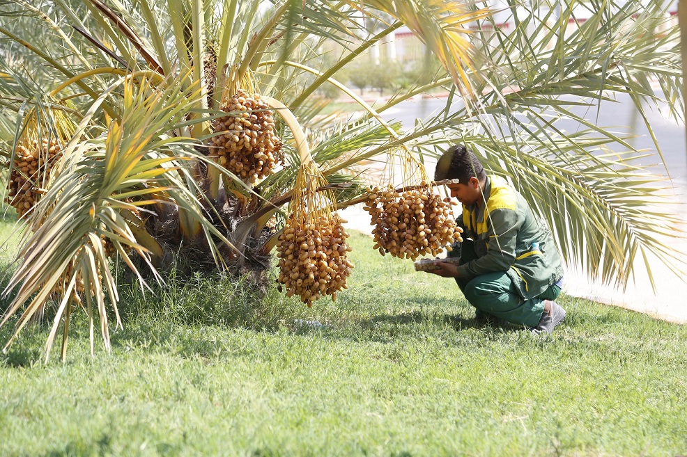 برداشت رتب15