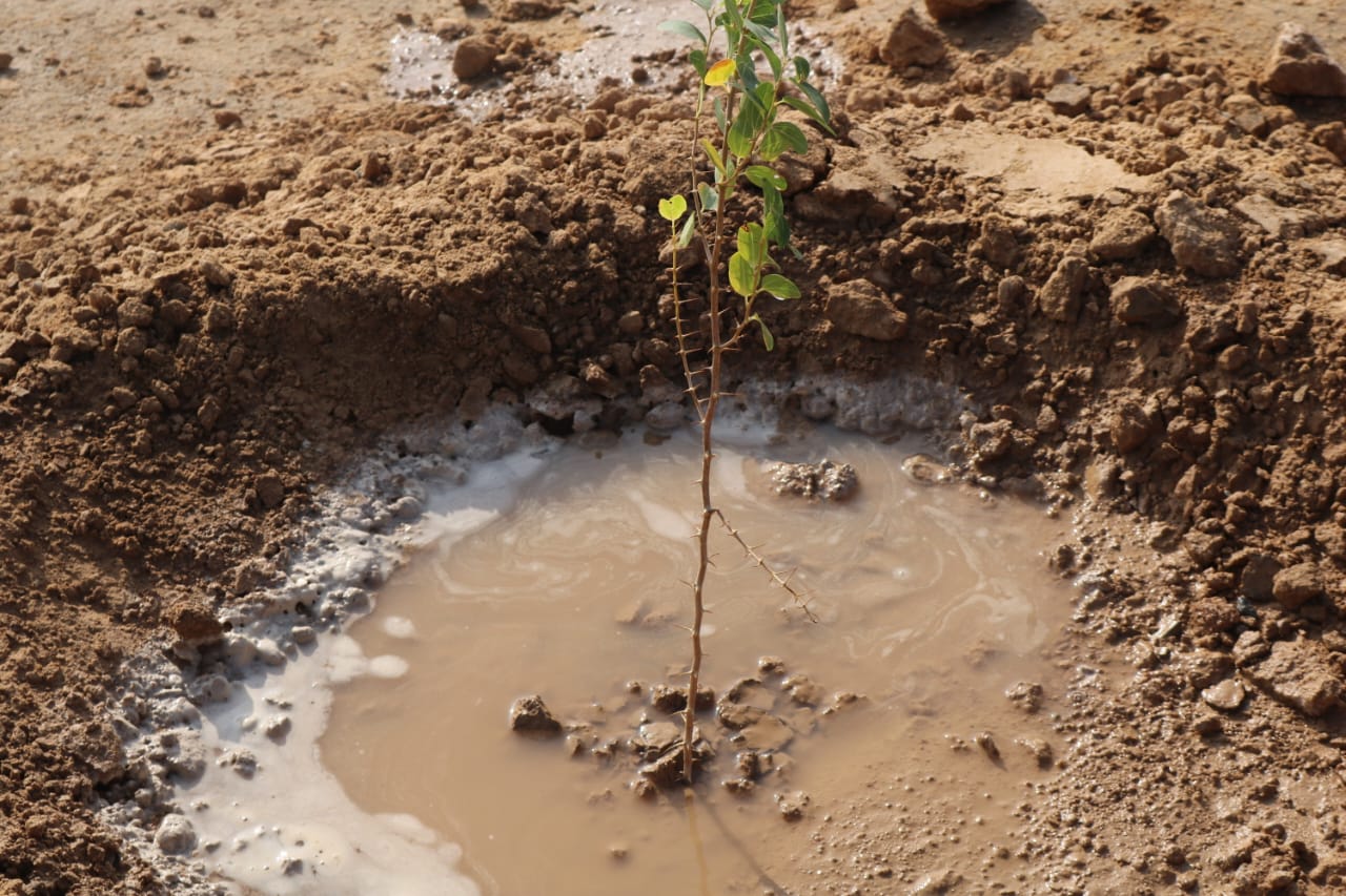 کاشت نهال لاسبید6