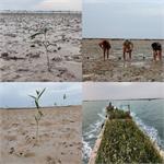 اقدامی ماندگار/هم زمان با روز درخت کاری کاشت ۳۰ هزار اصله نهال حرا در خوریات بندر ماهشهر توسط شرکت پالایش گاز بیدبلند