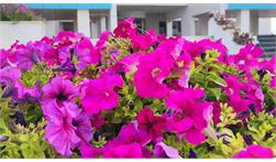 به رنگ بهار در بیدبلند خلیج فارس